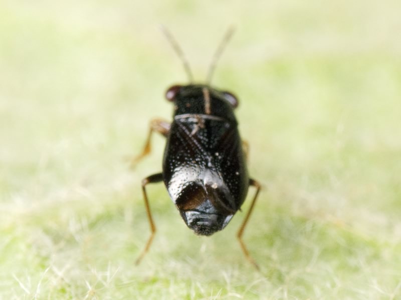 Geocoris ater (Fabricius, 1787)